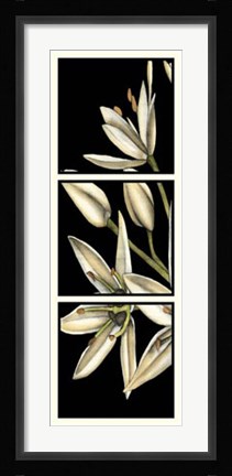Framed Graphic Lily I Print