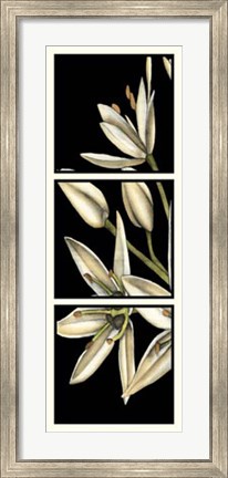 Framed Graphic Lily I Print
