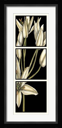 Framed Graphic Lily II Print
