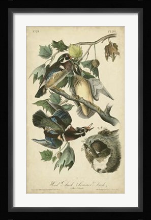 Framed Audubon Wood Duck Print