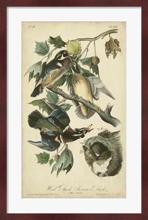 Framed Audubon Wood Duck Print