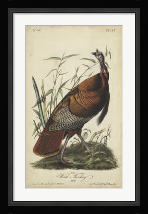 Framed Audubon Wild Turkey Print