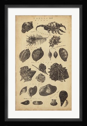 Framed Study of Shells I Print