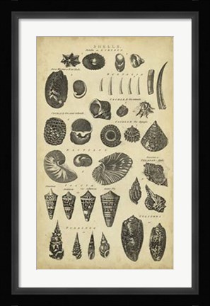 Framed Study of Shells II Print