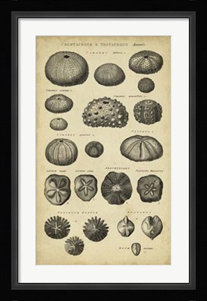 Framed Study of Shells III Print