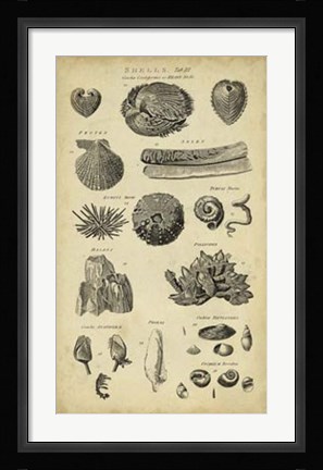 Framed Study of Shells IV Print