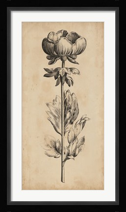 Framed Singular Beauty III Print