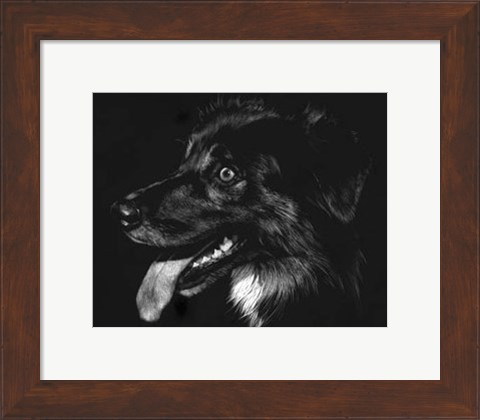 Framed Canine Scratchboard XIV - black Print