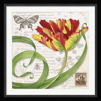 Framed Tulip I Print