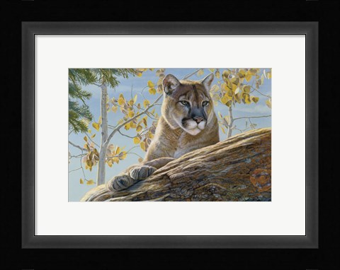 Framed Front Range Cougar Print