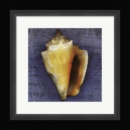 Framed Fighting Conch Print