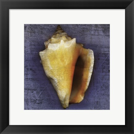 Framed Fighting Conch Print