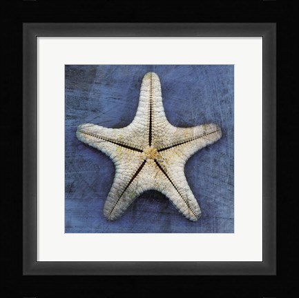 Framed Armored Starfish Underside Print
