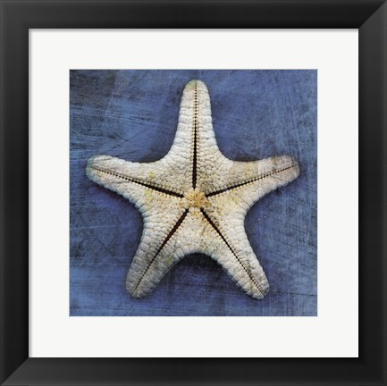 Framed Armored Starfish Underside Print