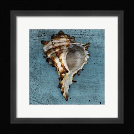 Framed Horned Whelk Print