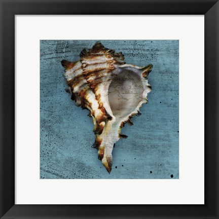 Framed Horned Whelk Print
