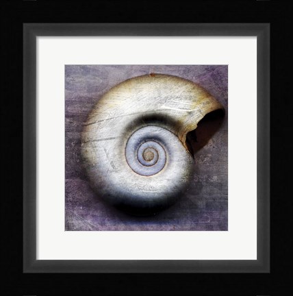 Framed Moon Snail Print
