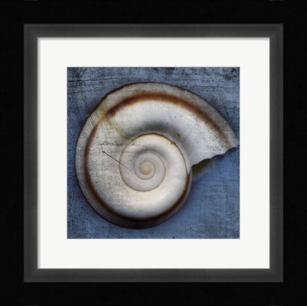 Framed Snail Print