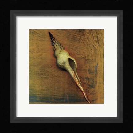 Framed Spiral Shell Print