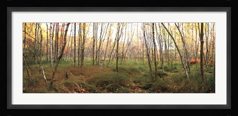 Framed Birch Forest Panorama Print