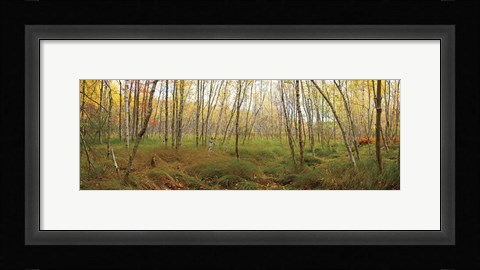 Framed Birch Forest Panorama Print