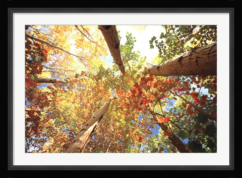 Framed Forest Canopy Print