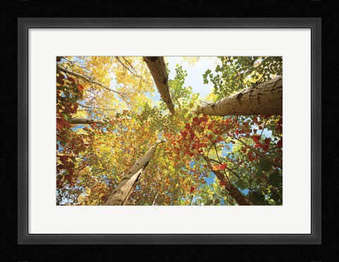 Framed Forest Canopy Print