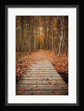 Framed Woodland Path Print