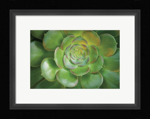 Framed Blushing Beauty Print