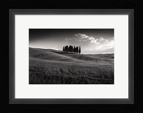 Framed Cypress Cluster Print