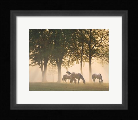 Framed Horses in the mist Print