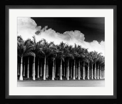 Framed White Palms, Costa Rica Print