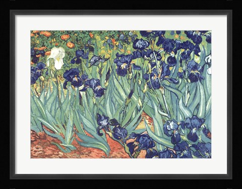 Framed Irises in the Garden Print