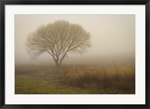 Framed Tree in Field Print