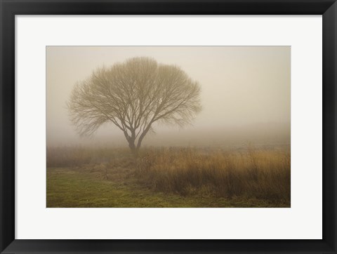 Framed Tree in Field Print