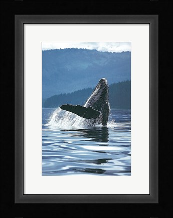 Framed Humpback Whale Print