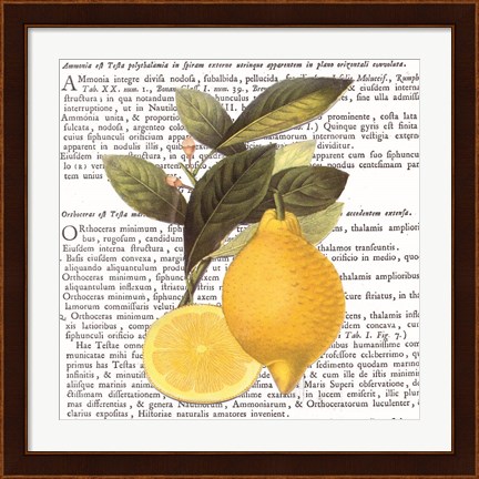 Framed Citrus Edition I Print