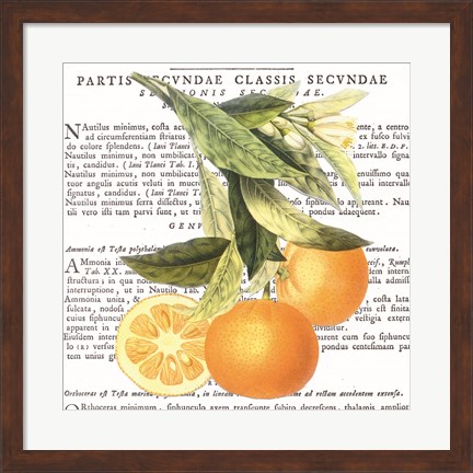 Framed Citrus Edition II Print