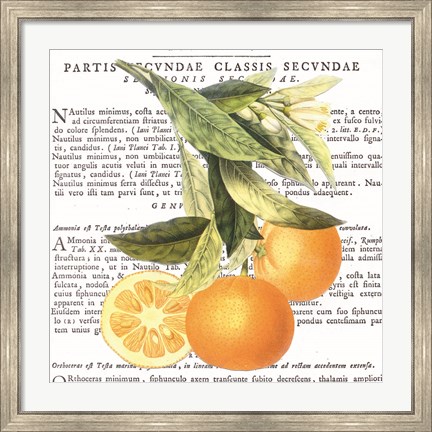 Framed Citrus Edition II Print