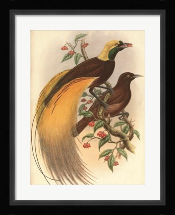 Framed Golden Bird of Paradise Print