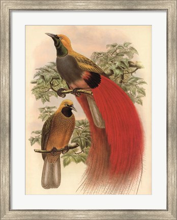 Framed Scarlet Bird of Paradise Print