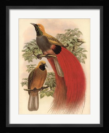 Framed Scarlet Bird of Paradise Print