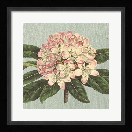Framed Rhododendron Print