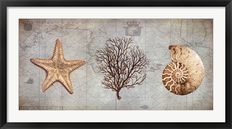 Framed Sea Treasures II Print