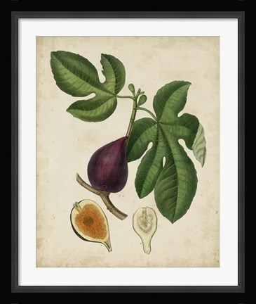 Framed Non-Embellished Antique Fig Tree Print