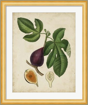 Framed Non-Embellished Antique Fig Tree Print