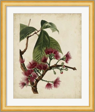 Framed Non-Embellished Antique Fringe Tree Print