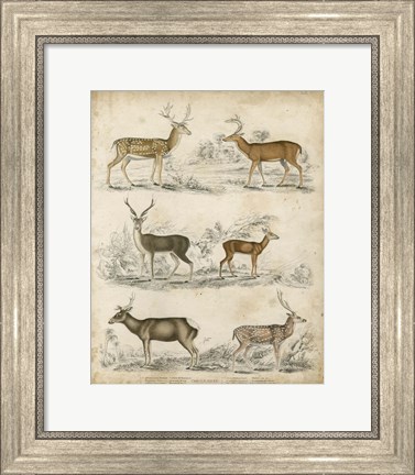 Framed Non-Embellished Species of Deer Print