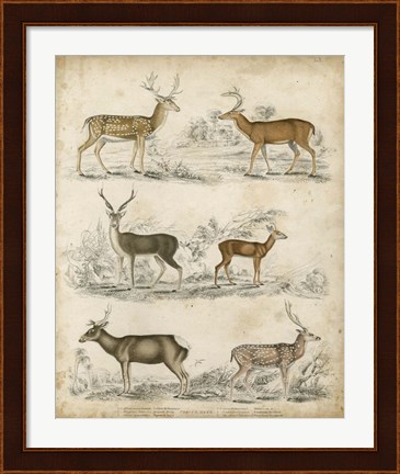 Framed Non-Embellished Species of Deer Print