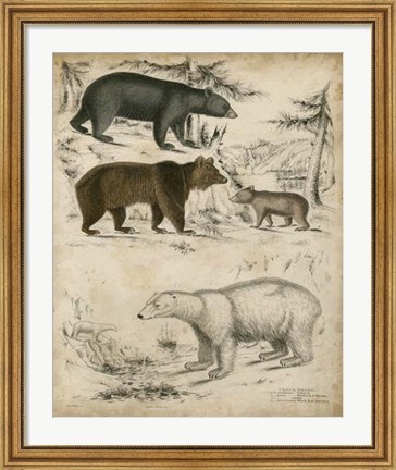 Framed Non-Embellished Species of Bear Print